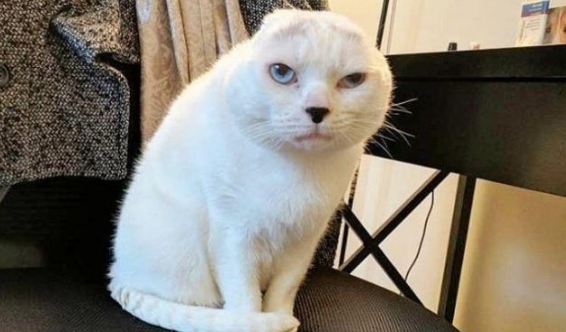 嫌小猫长得丑 随手一挥扔到收容所 工作人员看见了猫模样 都楞住了！(图2)