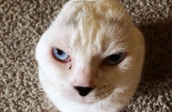 嫌小猫长得丑 随手一挥扔到收容所 工作人员看见了猫模样 都楞住了！(图3)