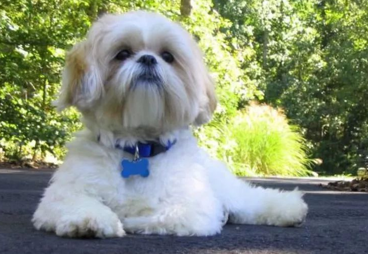 中国本土狗的品种有哪些？来这看下~(图2)