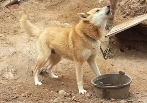 中国本土狗的品种有哪些？来这看下~(图1)