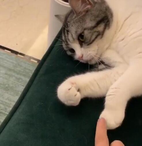 很无聊时教猫玩爪子 没有想到它给出这反映 网友：这小祖宗太精了！(图2)