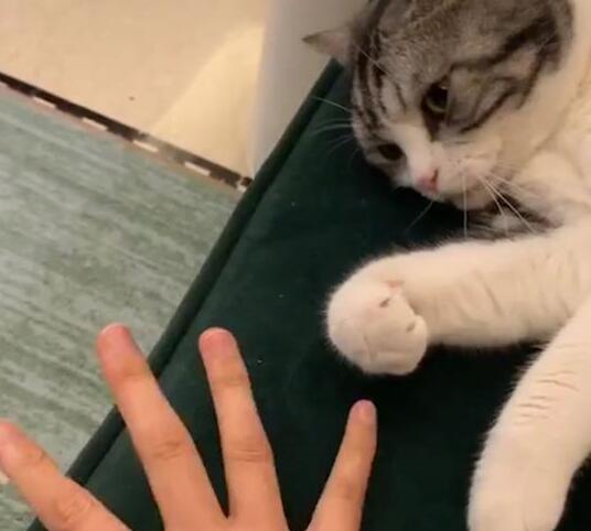 很无聊时教猫玩爪子 没有想到它给出这反映 网友：这小祖宗太精了！(图1)