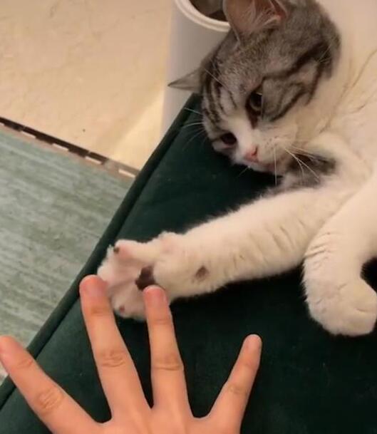 很无聊时教猫玩爪子 没有想到它给出这反映 网友：这小祖宗太精了！(图3)