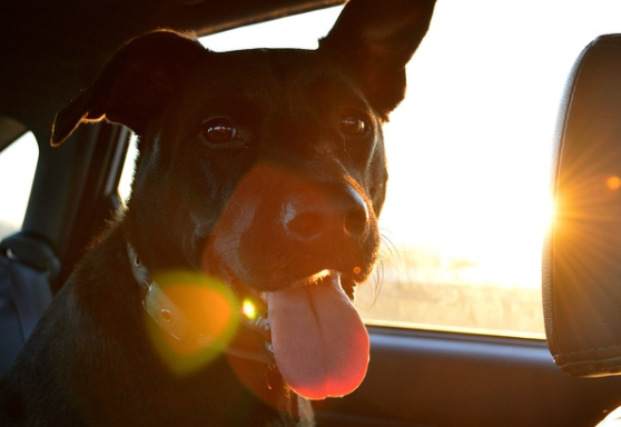 宠物可以坐高铁吗?注意事项要明白(图1)