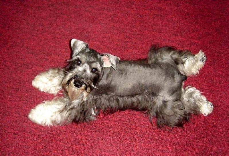 迷你雪纳瑞能长多大？再大都是小巧的(图2)