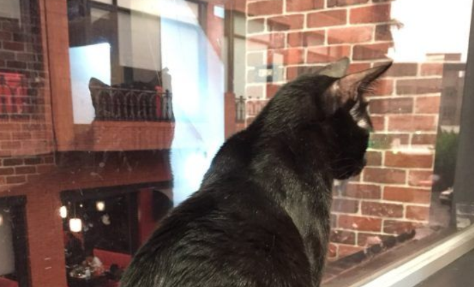 猫咪游乐园主题餐厅成为未来流浪人喵们的庇护所(图2)