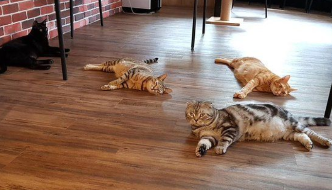 猫咪游乐园主题餐厅成为未来流浪人喵们的庇护所(图1)