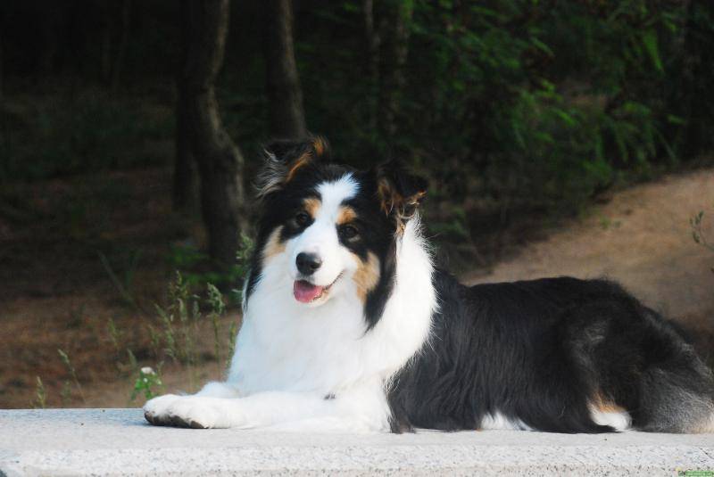 边牧怎摸训练 又怎么饲养过程？(图2)