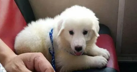 红色的大狗叫什么好名字？我给你说！(图2)