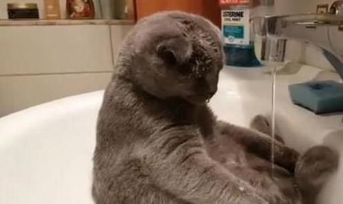 养了只猫咪有洁癖 主人很只得：我都还没有你这么大很勤快(图2)