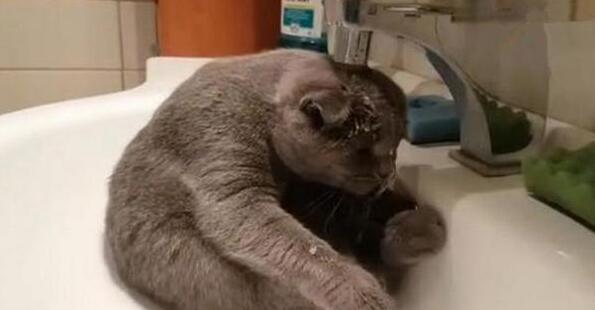 养了只猫咪有洁癖 主人很只得：我都还没有你这么大很勤快(图3)