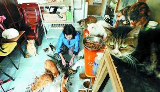 38平小屋养90只流浪猫狗郭奶奶抗不过了(图1)