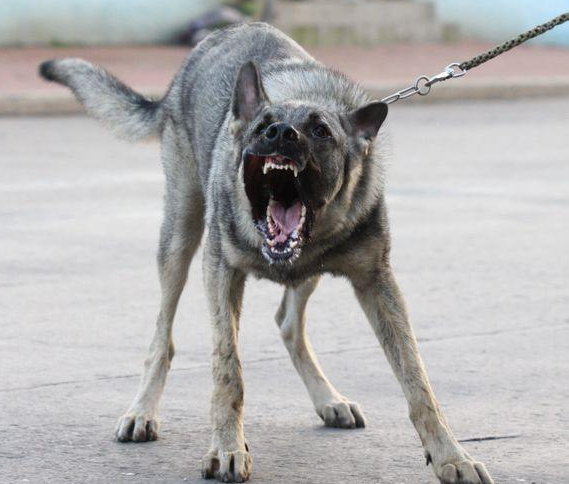 狼青是有什么狗?不输于德牧的本土狗(图1)