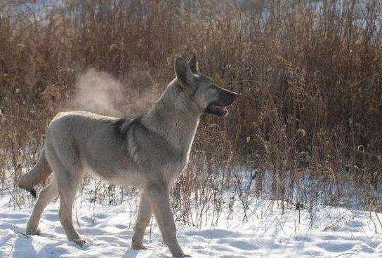 狼青是有什么狗?不输于德牧的本土狗(图2)