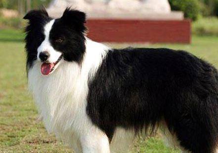 边境牧羊犬咋特训大便小便？这几招很快搞掂(图2)