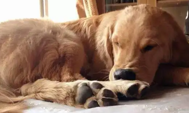 狗狗啃脚丫是怎么回事?？铲屎官千万别轻视！(图1)