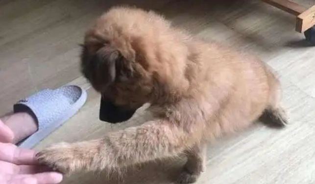 狗狗啃脚丫是怎么回事?？铲屎官千万别轻视！(图2)