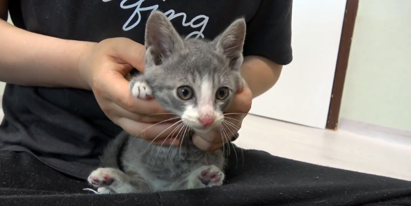 流浪天涯小猫为地包天的 用身体不停撞门 猫：拜托您 把门关打开吧(图1)