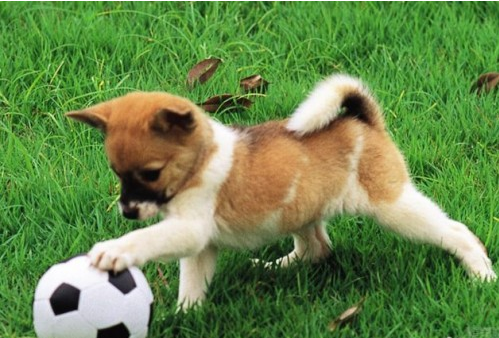 狗狗体内驱虫多久三次?象是按这样的时间点来(图2)