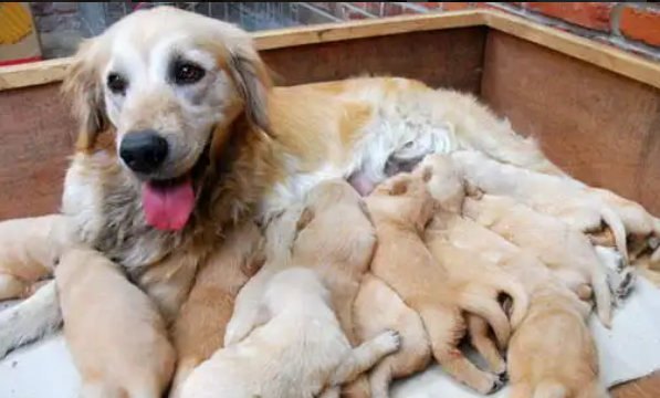 整样考虑狗狗完全下完崽?各位前辈铲屎管要多问了!(图2)