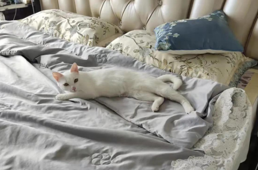 我的养猫史(图1)