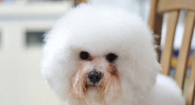 狗狗的泪痕怎末刷洗？尽量好细节就行了(图1)