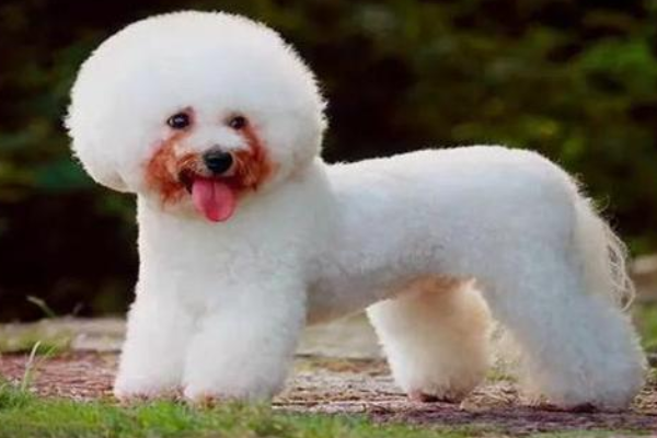 狗狗的泪痕怎末刷洗？尽量好细节就行了(图3)