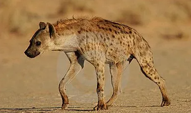 草原上的狗叫什么狗？想明白的可以来打听一下一下！(图1)