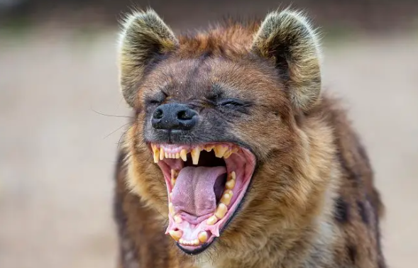 草原上的狗叫什么狗？想明白的可以来打听一下一下！(图2)