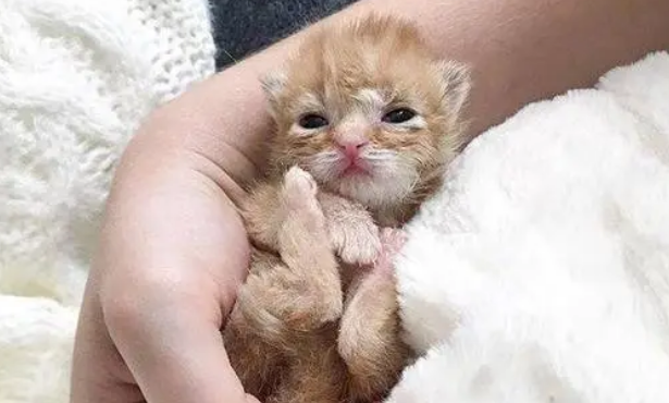 捡到猫妈妈不见的新生幼猫网友细心照顾长大(图1)