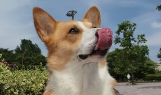 狗近亲繁殖会畸形吗？不清楚的忙不迭看下！(图1)