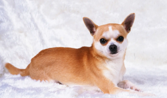 狗近亲繁殖会畸形吗？不清楚的忙不迭看下！(图2)