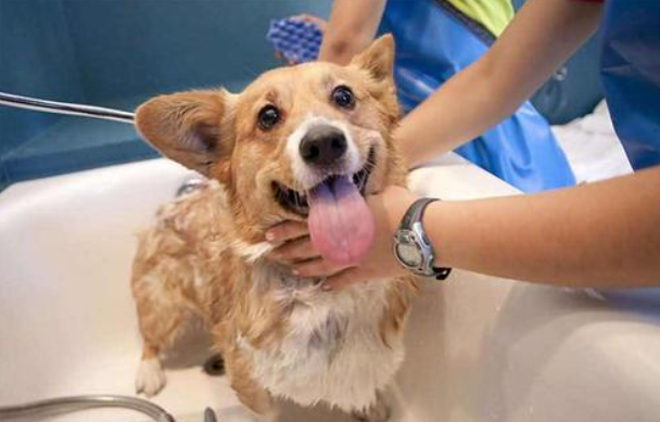 怎么给狗洗澡啊？这并不是两件很容易的事(图2)