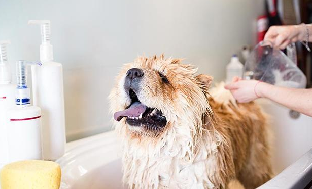 怎么给狗洗澡啊？这并不是两件很容易的事(图3)