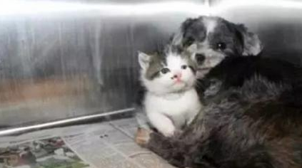 一只狗能养活了一只猫两只宠物相依为伴(图2)