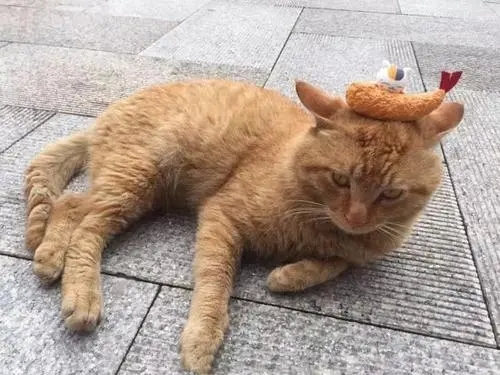 铲屎官喂漂泊橘猫 没料到它却带同时5只猫进来 霸占铲屎官后院(图2)