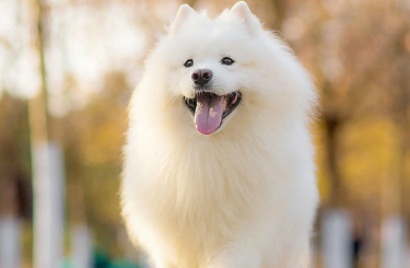 哪种犬适合选美？我来给你说！(图2)