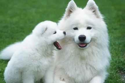 哪种犬适合选美？我来给你说！(图1)