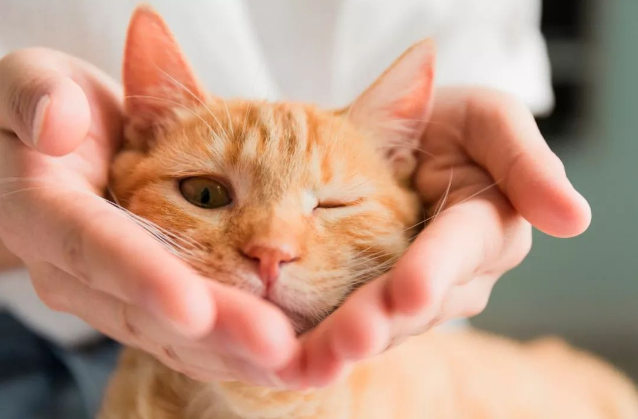 猫狗不感染炎症人类新冠病毒 请好好的对待那些生命！(图1)