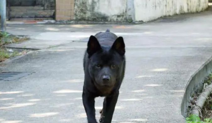 哮天犬是有什么狗？这篇文章给你答案(图2)