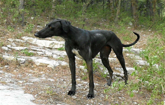 哮天犬是有什么狗？这篇文章给你答案(图1)