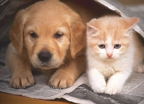狗和猫能好好玩耍不？(图1)