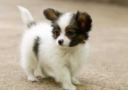 麻烦问下狗的寿命你清楚多少？象在多少年70左右？(图2)