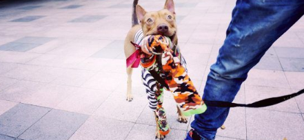 温暖!治疗好犬和爱人猫的大家庭有故事的一狗三猫(图1)