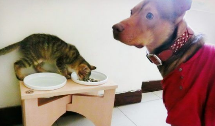 温暖!治疗好犬和爱人猫的大家庭有故事的一狗三猫(图3)