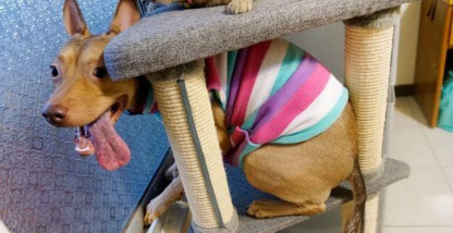 温暖!治疗好犬和爱人猫的大家庭有故事的一狗三猫(图4)