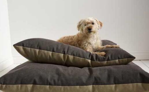 狗最冷的季节能适应适应多少度 主人一定得特别注意！(图1)