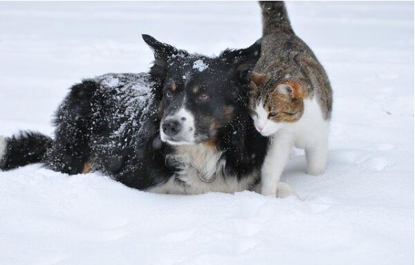 狗狗经常假咬主人?其讥讽之意是什么(图1)