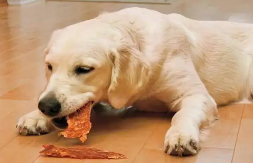 狗狗经常假咬主人?其讥讽之意是什么(图2)