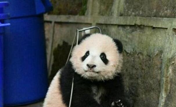 心机熊猫宝宝赖在簸箕里不肯走 奶爸看见生无可恋 网友都笑炸了(图2)